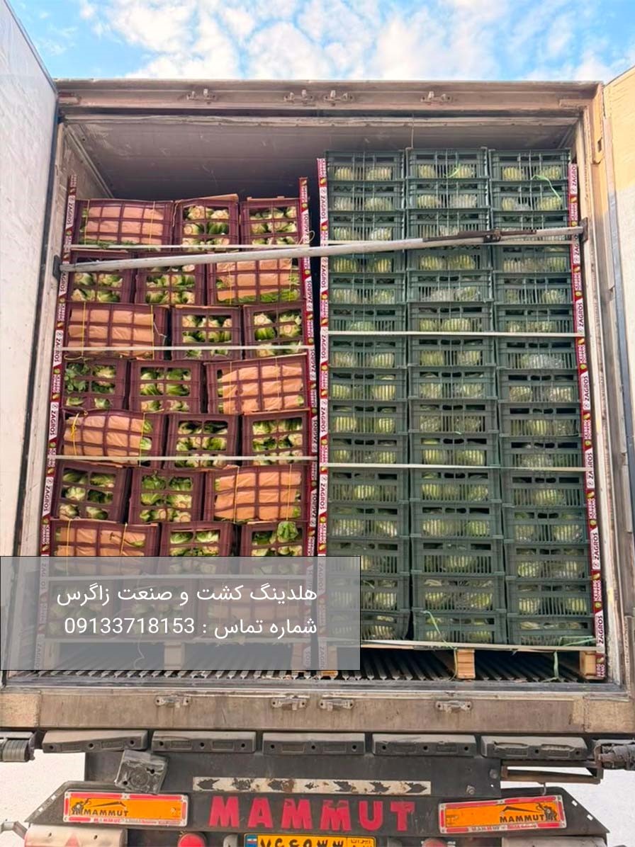 خرید کاهو رومانو صادراتی هلدینگ کشت و صنعت زاگرس  (2)