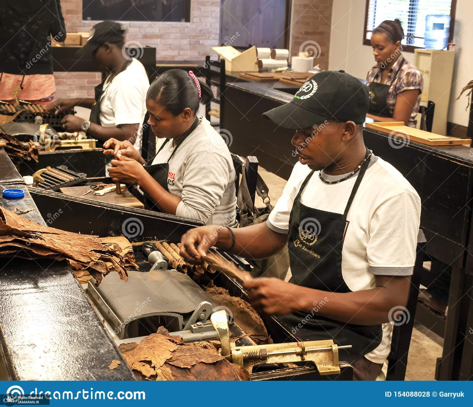 three-skilled-workers-sat-bench-hand-rolling-tobacco-leaf-quality-cuban-cigars-cigar-factory-havana-cuba-december-workers-154088028