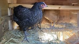 200813130250-01-pandemic-chickens-chicken-in-coop