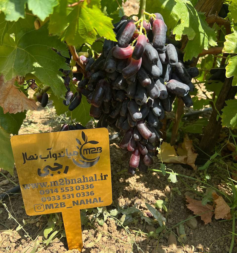 درآمد عجیب باغداران شیراز از کاشت این نهال انگور اصلاح شده4