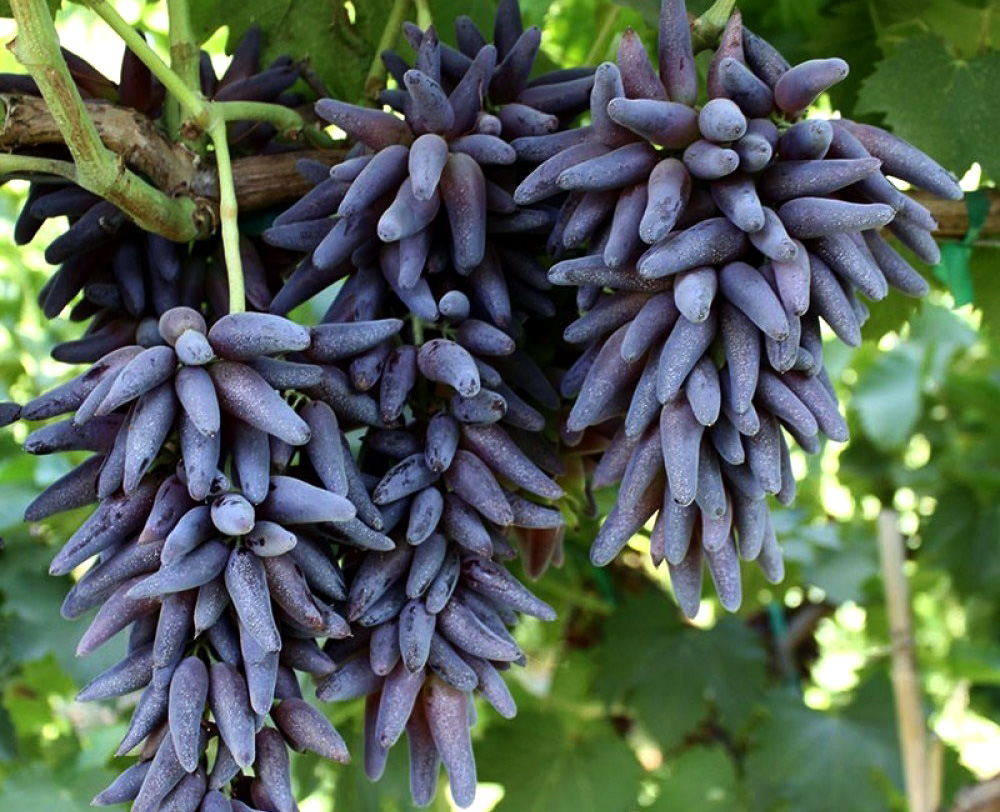 2درآمد عجیب باغداران شیراز از کاشت این نهال انگور اصلاح شده