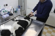 ۱۳۰۰ قلاده سگ در شهربابک واکسینه شدند