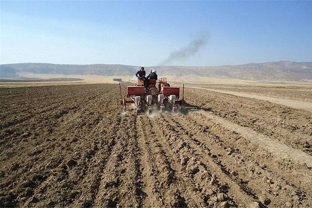 کشت جو در مزارع کشاورزی قزوین ۹ درصد افزایش یافت