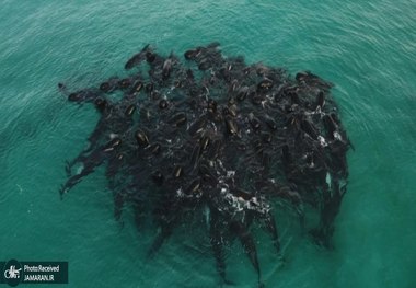 نجات 70 نهنگ در استرالیا + عکس