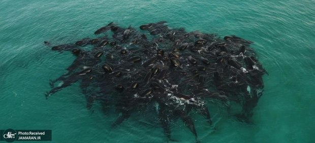 نجات 70 نهنگ در استرالیا + عکس