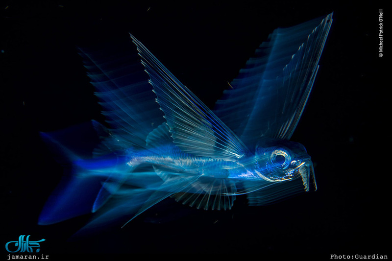 برترین عکس های حیات وحش سال 2018 Wildlife Photographer of the Year 2018 – the winners 