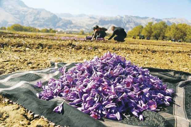 کشت گیاهان دارویی در استانها قطب بندی می شود