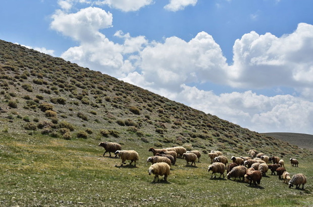 پروژه مدیریت چرا در مراتع شهرستان پردیس آغاز شد