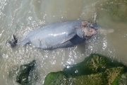 لاشه یک دلفین در ساحل بوشهر پیدا شد