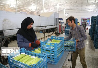 ۳۰۰ طرح اشتغال خرد در استان مرکزی تسهیلات دریافت کردند