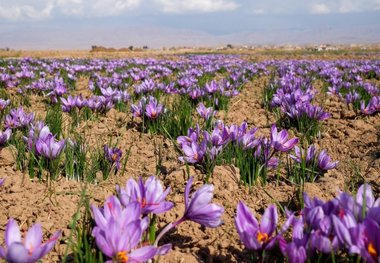 کشت گیاهان دارویی راهکار کاهش مصرف آب  کشاورزی است