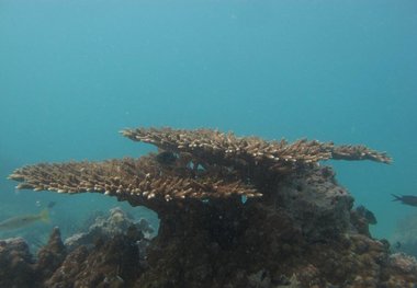 صخره‌های مرجانی «خلیج‌فارس» زخمی لنگر کشتی‌ها