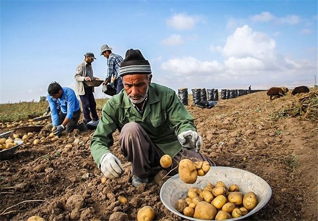 تردید سیب زمینی کاران خراسان شمالی در برداشت محصول