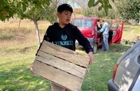 برداشت سیب در کشمیر هند (1)