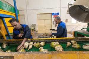 شوق شیرین تولید شکر / کارگران تولید قند و شکر