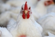 چرا قیمت مرغ به بالای ۱۹ هزار تومان افزایش یافت؟