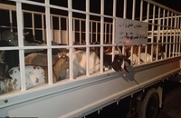 توقیف بزرگترین محموله قاچاق دام زنده به کشورهای حوزه خلیج فارس (8)