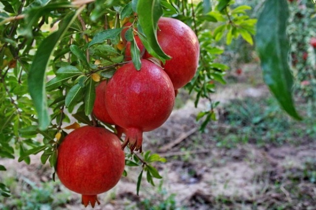 برداشت انار در نجف آباد آغاز شد