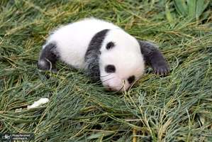 منتخب تصاویر امروز جهان- 7 مرداد