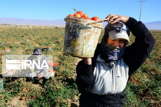 ۹۷ هزار همدانی زیر پوشش بیمه اجتماعی کشاورزان هستند