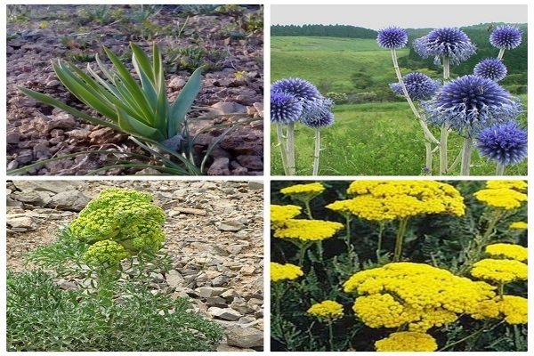 تولید سالانه 5700 تن انواع گیاه دارویی در آذربایجان غربی