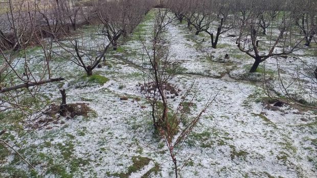 سرما و تگرگ ۲ هزار و ۸۹۰ میلیارد ریال به محصولات کشاورزی قزوین خسارت زد
