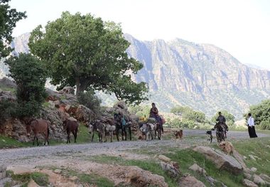 آغاز کوچ بهاره عشایر مسجدسلیمان به سمت مناطق  ییلاقی