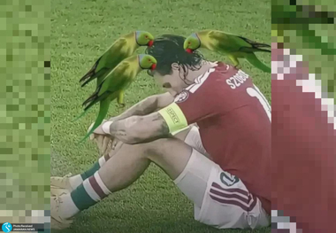 طوطیان قاتل در انتخابی جام جهانی ۲۰۲۶