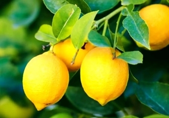با این میوه جلوی سکته و سرطان را بگیرید! + 11 دلیل مهم