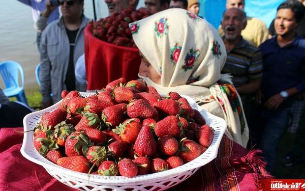 ششمین جشنواره توت فرنگی +تصاویر