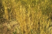 بیماری پاخوره در مزارع گندم مرودشت مشاهده شد
