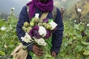 میانمار در تولید تریاک از افغانستان جلو زد!