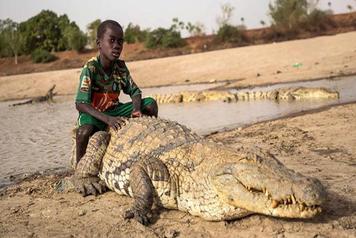 دوستی پسر بچه با یک تمساح/ عکس


