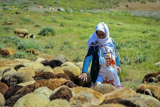 بیش از 82 هزار خانوار روستایی در آذربایجان غربی بیمه هستند