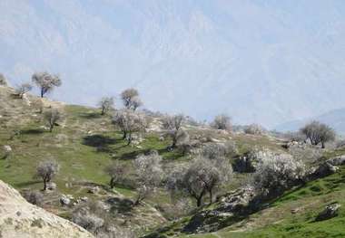 کهگیلویه در طرح بادام کاری رتبه نخست کشور را دارد