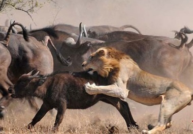 فرار جالب حیوانات از چنگال درندگان/ فیلم