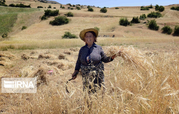 ۵۰۰ میلیارد تومان مطالبات گندم کاران لرستانی تسویه شد