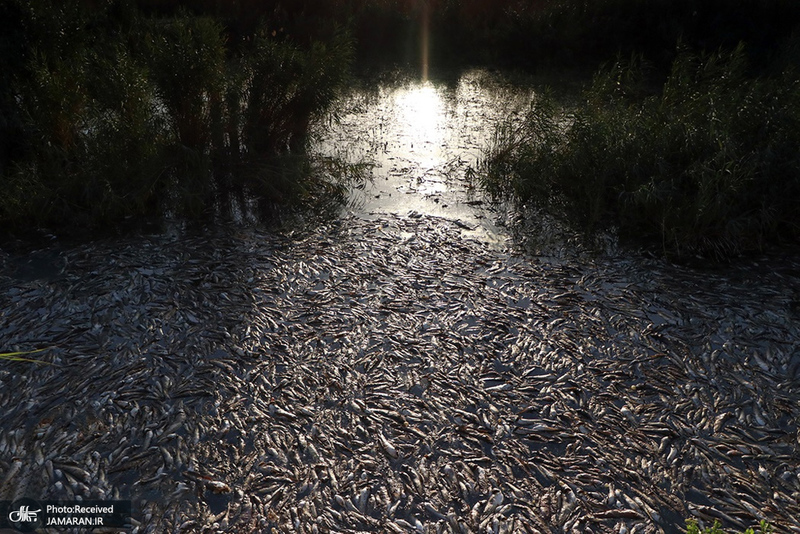 منتخب تصاویر امروز جهان- 17 تیر 1400