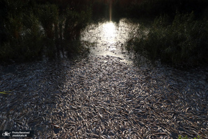 منتخب تصاویر امروز جهان- 17 تیر 1400