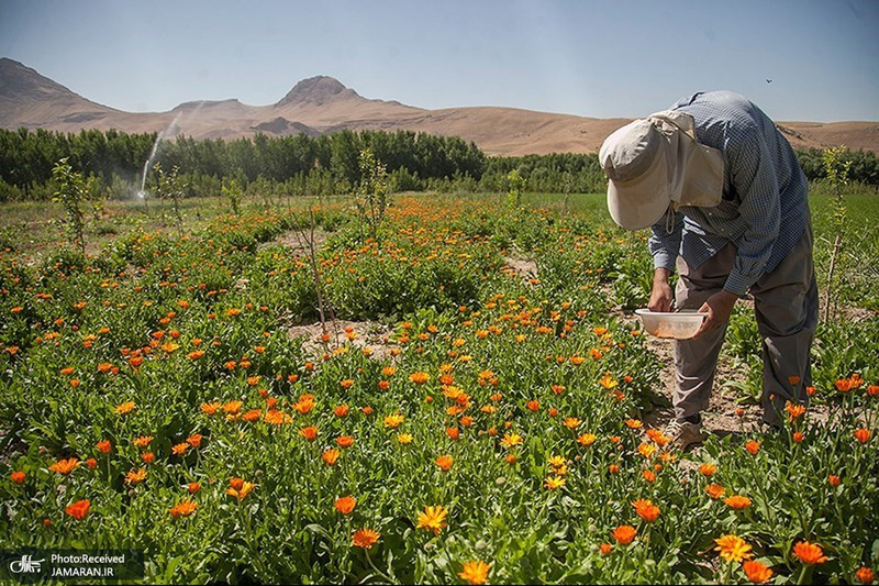 منتخب تصاویر امروز جهان- 19 تیر 1400