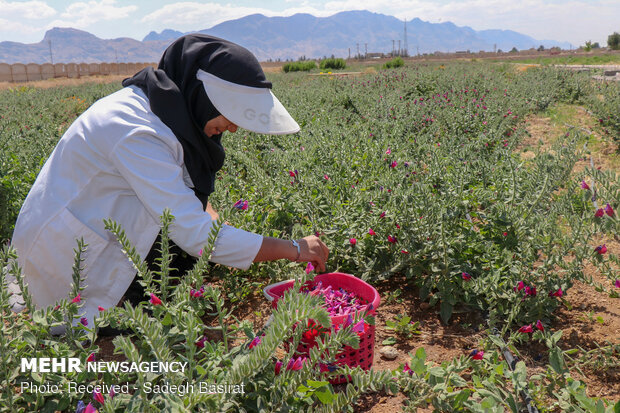 آذربایجان غربی قطب گیاهان دارویی در کشور صنایع تبدیلی حمایت شود