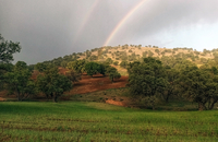 گشت با جنگل بانان برای مبارزه با قاچاق چوب و زغال