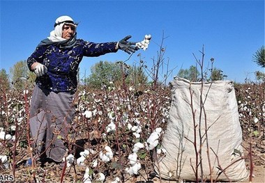 کشت پنبه در استان گلستان‌ به کمتر از ۲۰ هزار هکتار رسید‌