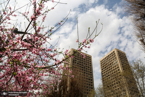 شکوفه های بهاری تهران