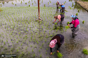 نشاء برنج در شالیزار