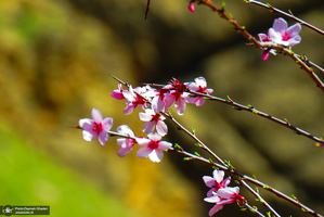 تنگه لی لی دورود