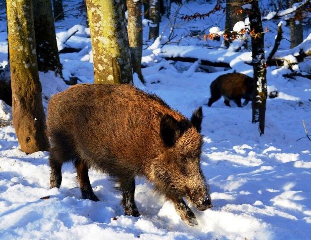 درخواست محیط‌زیست گلستان برای مهربانی با وحوش در سرما و برف