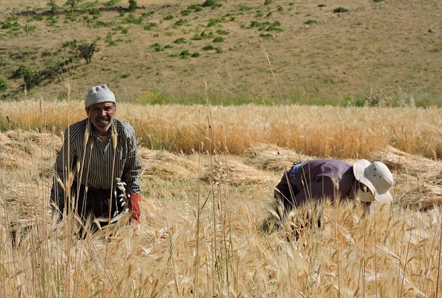 بیش از پنج هزار تُن گندم در سمیرم خریداری شد