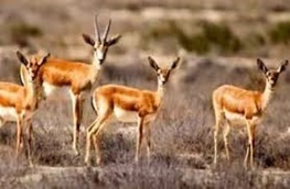 رونمایی از پیراهن والیبال زنجان منقش به تصویر آهوی دشت سهرین