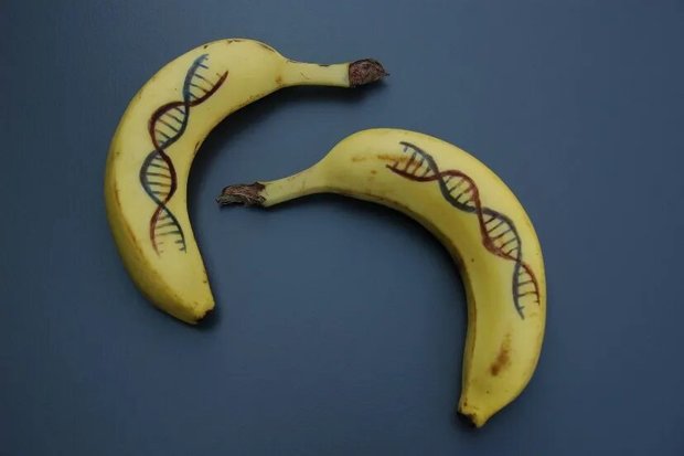 آیا ۶۰ درصد دی‌ان‌ای موز و انسان مشترک است؟